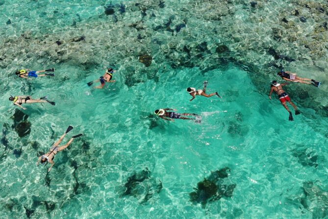 Key West: Dolphin Watching Cruise & Snorkeling Unlimited Beer & Soda - Sum Up