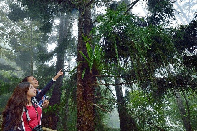 Kinabalu Park Tour With Desa Dairy Farm & Poring Hot Springs - Reviews and Feedback