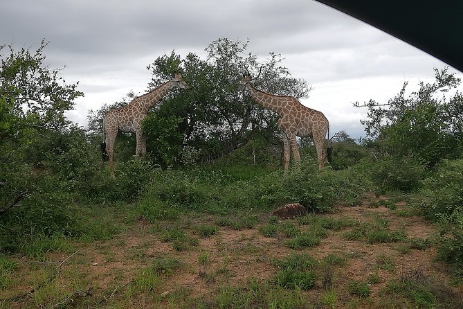 Kruger National Park 2 Days 1 Night Magical Safari From Johannesburg Private - Booking Process