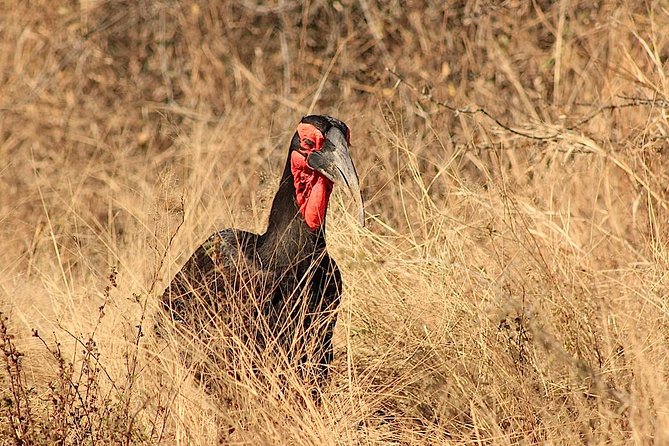 Kruger National Park Full Day Safari Tour - Weather Considerations