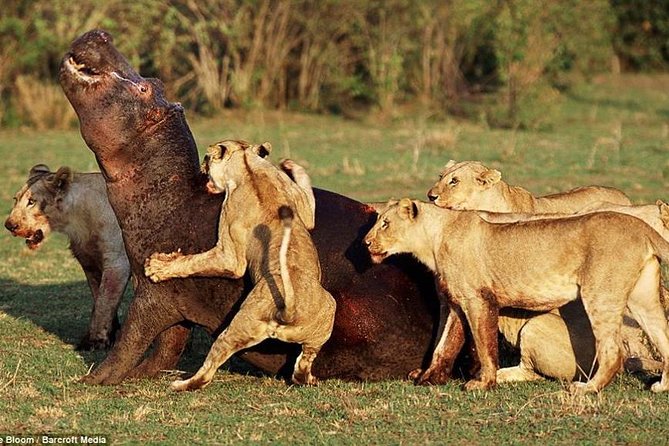 Lake Manyara National Park Full-Day Tour From Arusha - Preparing for Your Safari