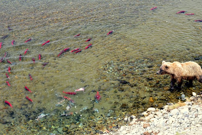 Late Summer Bear Viewing in Katmai National Park - Sum Up