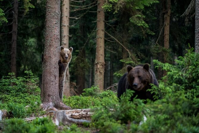 Libearty Bear Sanctuary and Dracula Castle From Brasov - Highlights of the Tour