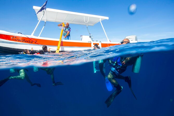 Local Reef Dives for Certified Divers - Traveler Reviews