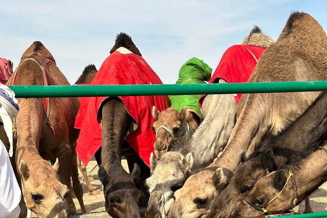 Luxury Overnight Desert Safari in Salalah - Frequently Asked Questions