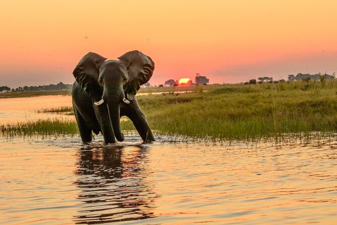Luxury Sunset River Cruise on the Zambezi - Customer Reviews and Feedback