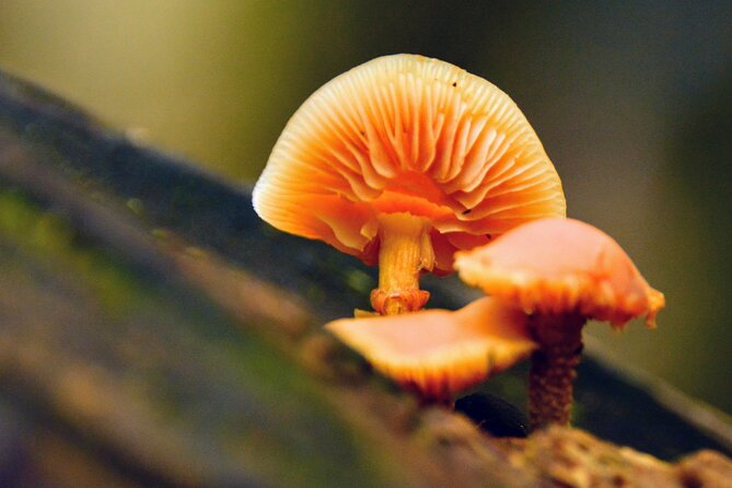 Lynn Canyon Suspension Bridge & Park Photography - Tips for Capturing Stunning Photos