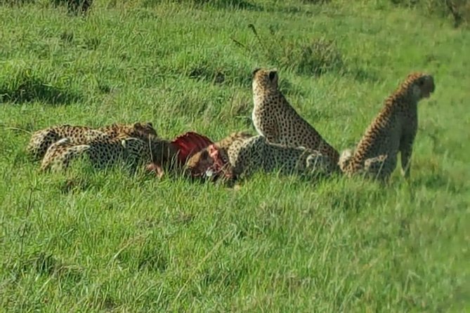 Maasai Mara Game Reserve - Booking and Pricing Information