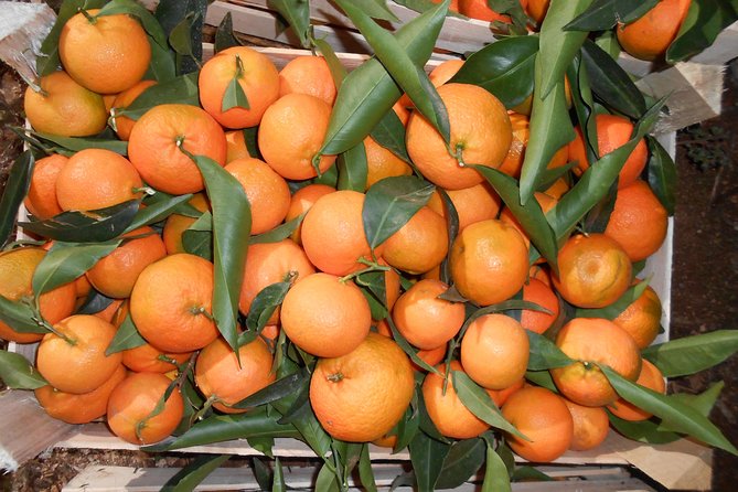 Mandarina Farming Tour With Food and Drink Tasting in Albania - Visiting the Ancient City of Butrint