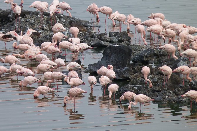 Manyara and Ngorongoro Crater - Frequently Asked Questions