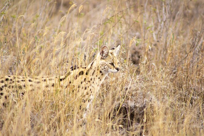 Masai Mara 3Days Safari Adventure - Frequently Asked Questions