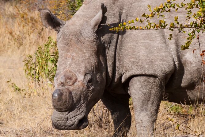 Matobo Rhino Encounter - Visiting the Ancient Cave Paintings