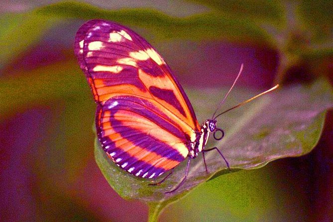 Mayan Eden Eco Wildlife Park, City Tour & Private Transfer - Photographic Opportunities