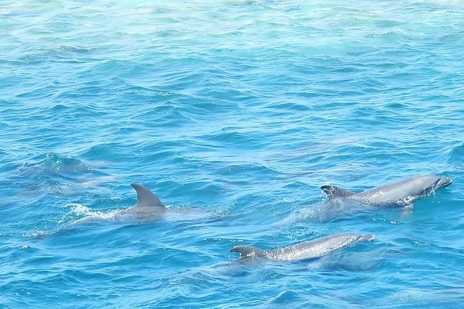 Meet the Dolphins in Snorkeling Tour - Why This Tour Is Recommended