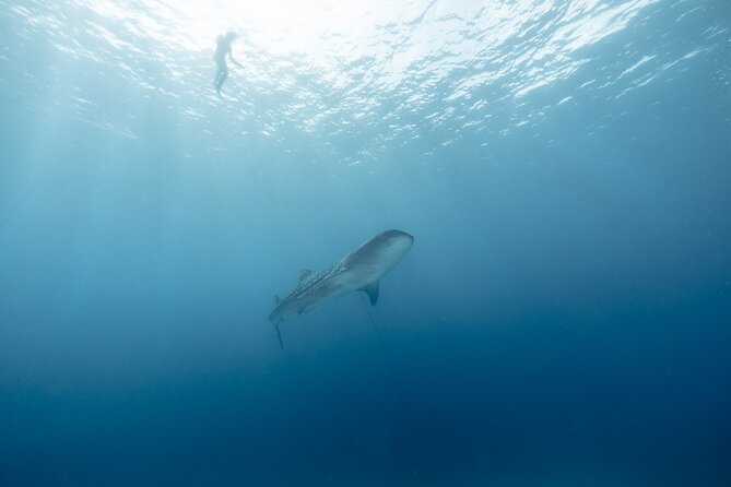 Mobula Ray Ocean Safari Day Trip - Frequently Asked Questions