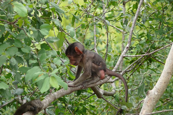 Morning Safari in Kruger National Park From Hazyview (Am Knp) - Booking and Reservation Process