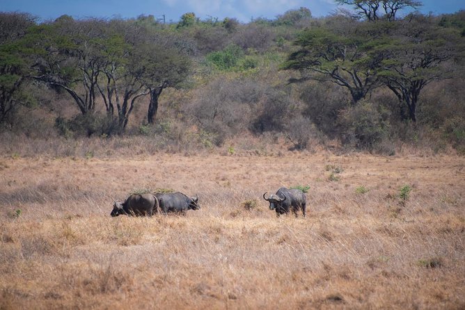 Morning Safari Nairobi Park/elephant Orphanage/giraffe Centre - Frequently Asked Questions