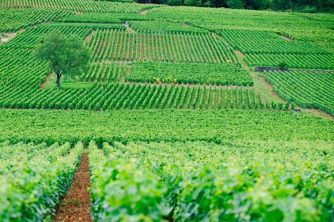 Multi Day Private Tour Prestige Burgundy Review - Since You Asked