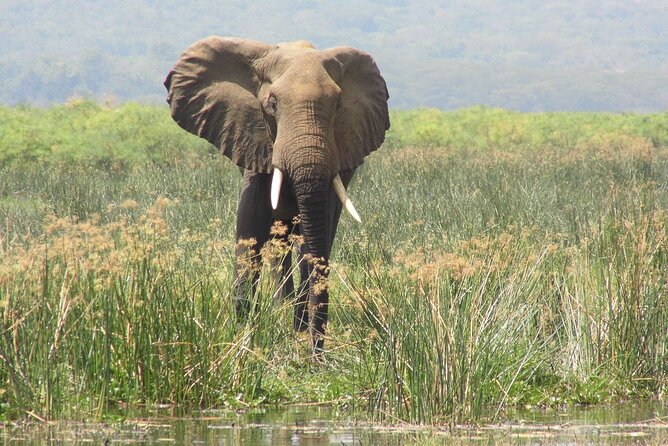 Murchison Falls 3 Days Game Safari (4 People Minimum Required) - Preparing for Your Safari