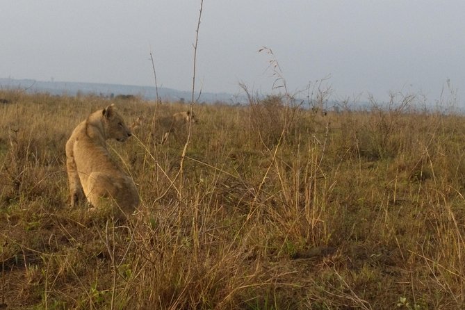 Nairobi National Park, Giraffe Center & Karen Blixen Museum - Traveler Experiences and Feedback