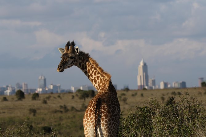 Nairobi National Park Guided Tour - Frequently Asked Questions