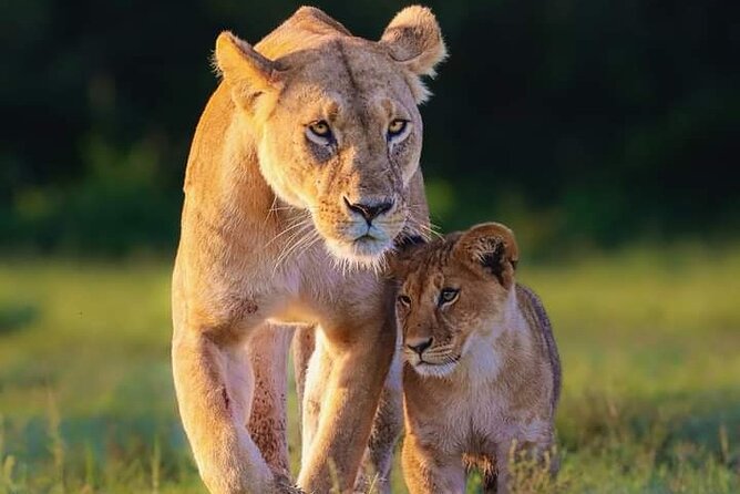 Nairobi National Park Half Day Tour - Booking and Cancellation