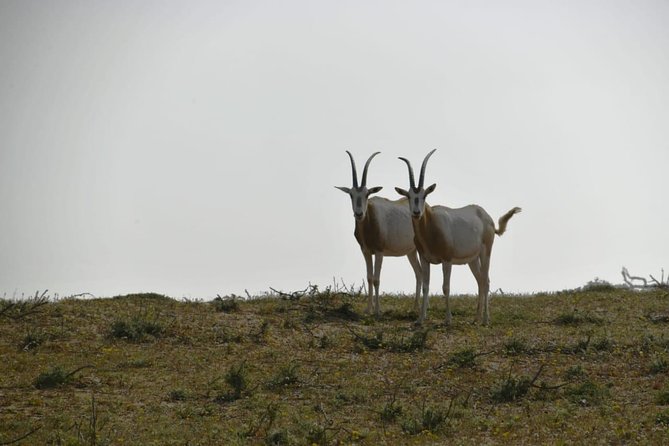 National Park Visit Souss Massa (Endangered Animals) - Landscape Highlights