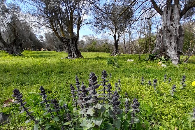 Naxos: Countryside Hike Among Villages & Byzantine Churches - Frequently Asked Questions
