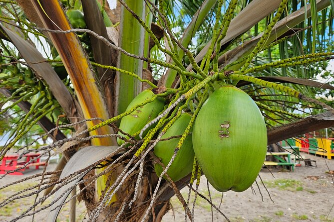 Nevis Island Road Trip - Customizing Your Nevis Island Adventure