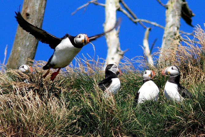 Newfoundland Puffin and Whale Watch Cruise - Tips for a Great Cruise