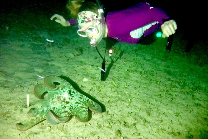 Night Snorkeling - Observation of Octopus and Other Species - Lowest Price Guarantee