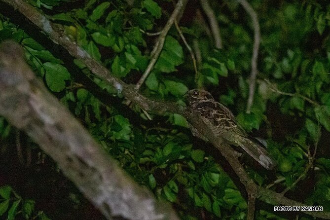 Nocturnal Secrets: A Mangrove Adventure - Customer Reviews and Feedback