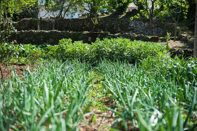 Olive Oil Farm to Fork Experience & Short Walking Tour of Kotor - Reviews and Ratings