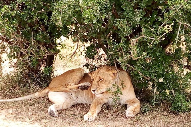 Olpejeta Conservancy Day Tour - Tour Highlights