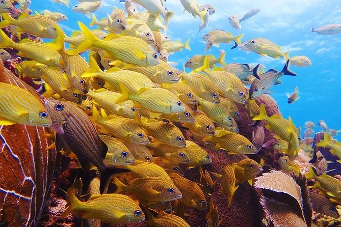 Open Water Diver Course PADI Including Underwater Video - Memorable Diving Adventure