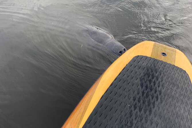 Orlando Manatee and Olde Florida History Adventure Tour - Sum Up