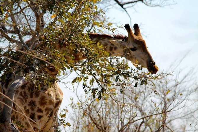 Overnight Kruger National Park Classic Camping Safari - Tips for a Memorable Experience