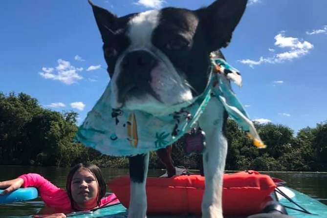 Paddle With Pups in Paradise - Paddleboard or Kayak - Tips for an Enjoyable Adventure
