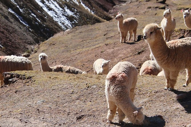 Palccoyo Rainbow Mountain Trek Day Tour From Cusco - Booking and Cancellation Policy