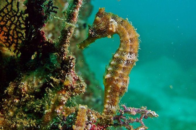 Pelican Rock Snorkeling and Sightseeing Adventure - Frequently Asked Questions