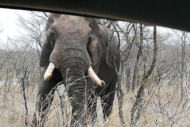 Pilanesberg Full Day Safari Private - Memorable Experiences