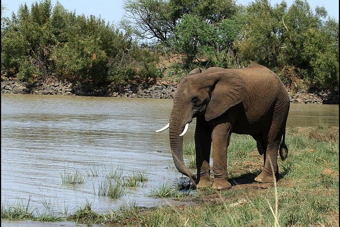 Pilanesberg Game Reserve 6 Hour Sunrise Safari From Johannesburg or Pretoria - Customer Feedback
