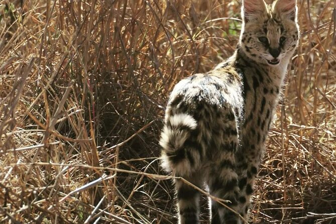 Pilanesberg National Park Safari, BIG 5 Full Day - Experience the Big 5