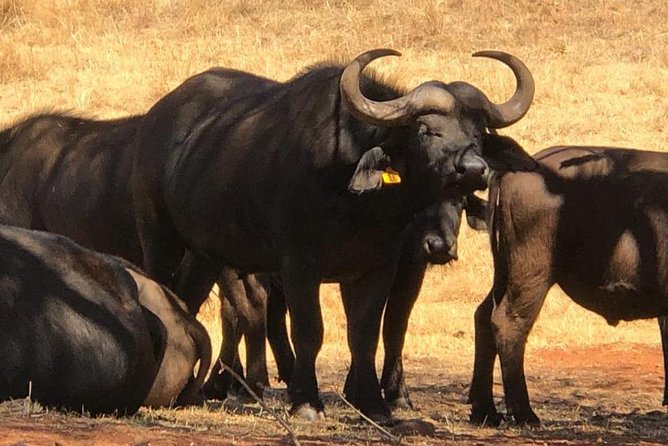Pilanesberg Safari Fullday - Unique Highlights
