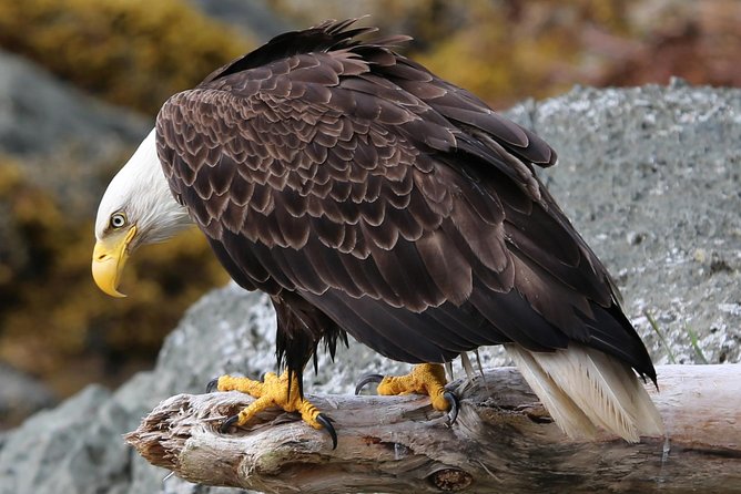 Private 2.5 Hour Potlatch Park, City & Wildlife Tour - Wildlife Viewing Opportunities