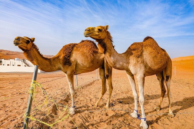 Private 2 Days 1 Night Wahiba Sands Desert and Wadi Bani Khalid Tour - Memorable Experiences