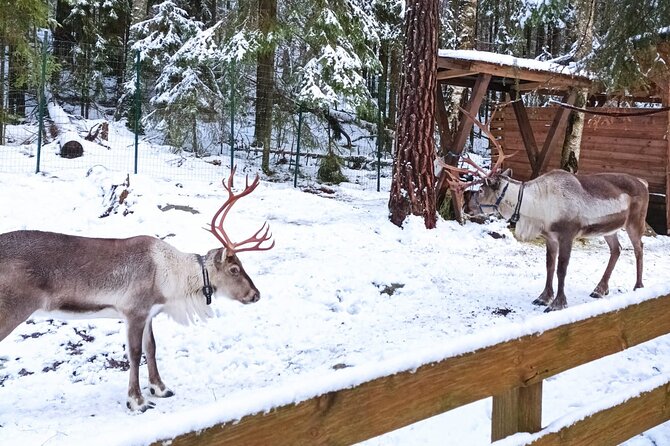 PRIVATE Adventure To The REINDEER Park by VIP Car - Transportation and Accessibility