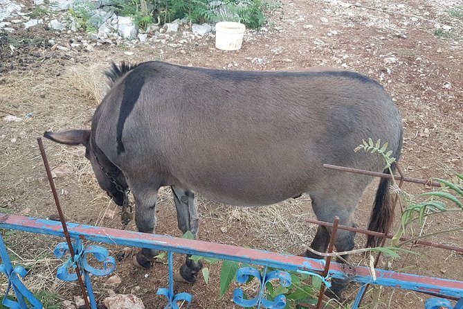 Private Authentic Family Home Local Food Day Trip From Dubrovnik - Reviews and Cancellation Policy