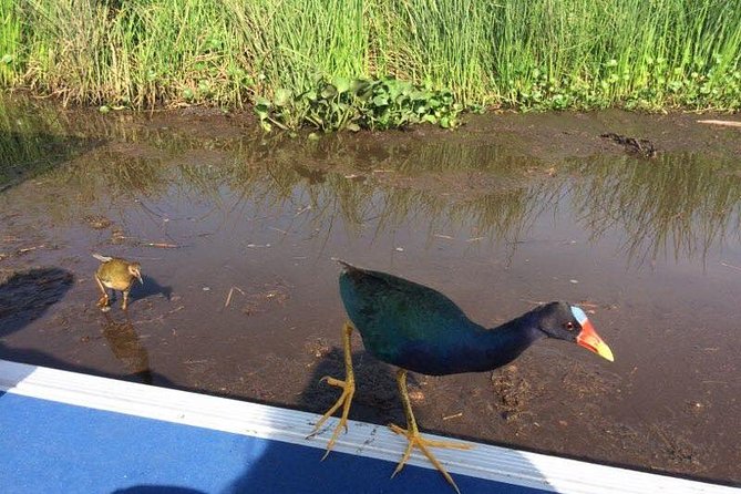 Private Bachelor or Bachelorette Airboat Swamp Tour in New Orleans - Things To Known