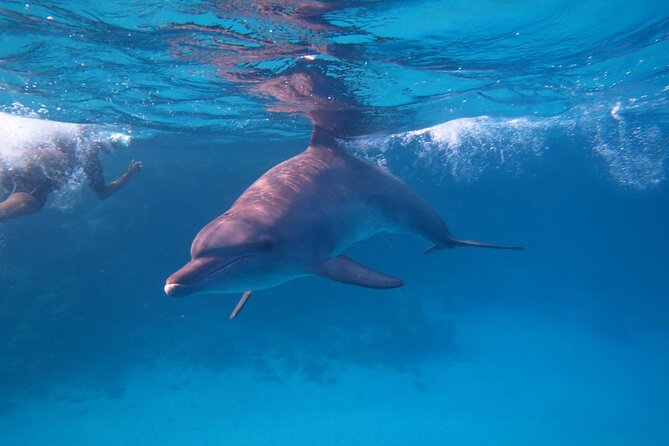 Private Boat to Dolphin House Full Day Snorkeling Sea Trip Max 10 Pax - Hurghada - Customer Feedback